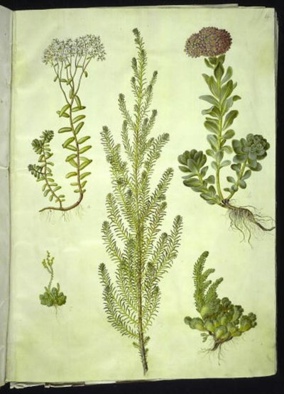 ألبوم سيدوم (حجري أبيض) ؛ Sedum anacampseros (حجري دائري الأوراق) ؛ سيدوم (عشب صخري) ؛ سويدا فيرا (شجيرة أوزة القدم) ؛ Sedum rupestre (الحجر الحجري الجبلي) بواسطة ماريا سيبيلا ميريان