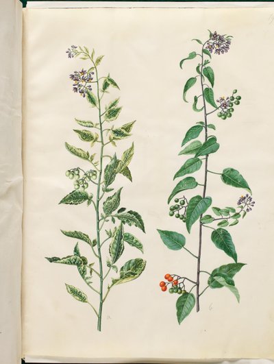 Solanum dulcamara (الباذنجان الحلو والمر) بواسطة ماريا سيبيلا ميريان