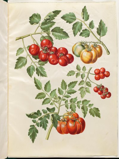 Solanum lycopersicum L. (almindelig tomato) بواسطة ماريا سيبيلا ميريان
