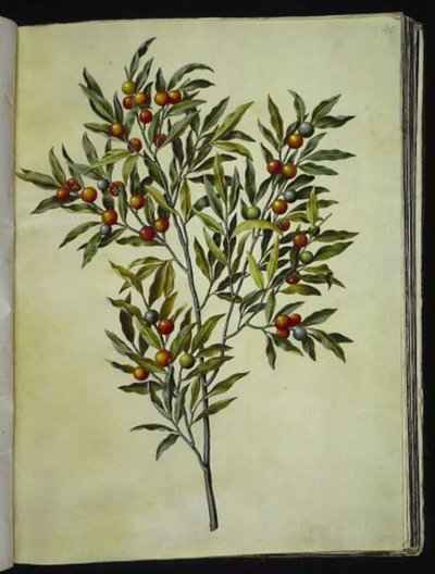 Solanum pseudocapsicum (شجرة القدس المرجانية) بواسطة هانز سيمون هولتزبيكر