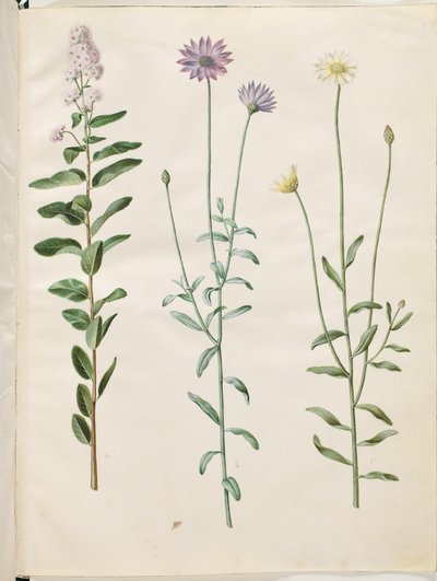 سبيريا ساليسيفوليا (spiraea salicifolia) ؛ كاتانش بلو (بلو راسبلومست) بواسطة هانز سيمون هولتزبيكر