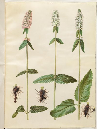 Stachys officinalis (بيتوني الطبي) بواسطة هانز سيمون هولتزبيكر