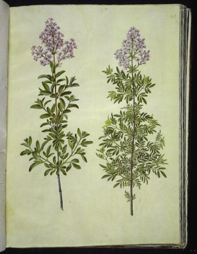 Syringa × laciniata (حميض مفصص) بواسطة ماريا سيبيلا ميريان