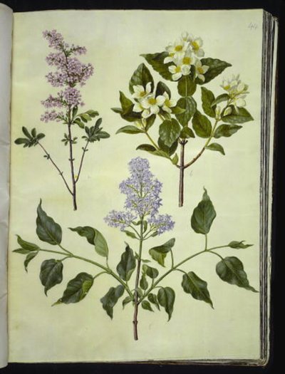 سيرينجا × بيرسيكا (حميض فارسي) ؛ فيلادلفوس كوروناريوس (خشب الأنابيب العطري) ؛ Syringa vulgaris (حميض شائع) بواسطة ماريا سيبيلا ميريان