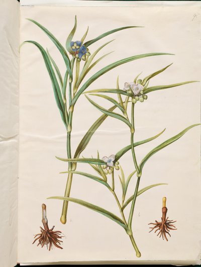 Tradescantia virginiana أو Tradescantia ohiensis (زهرة يهودية أو يهودي زهرة أوهايو) بواسطة هانز سيمون هولتزبيكر