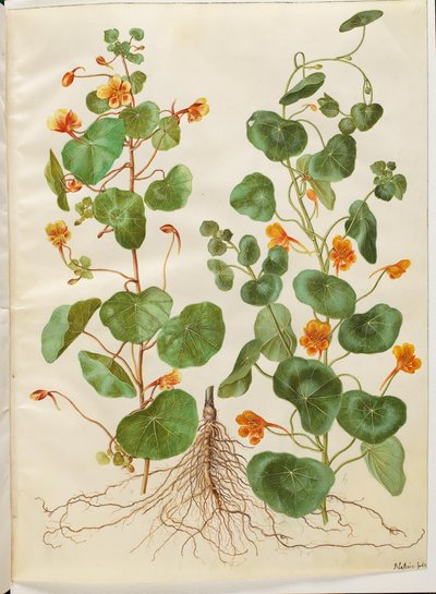 Tropaeolum ناقص (زهرة الرشاد الصغيرة) بواسطة ماريا سيبيلا ميريان