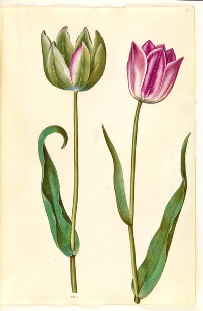 Tulipa gesneriana (have-tulipan) بواسطة ماريا سيبيلا ميريان