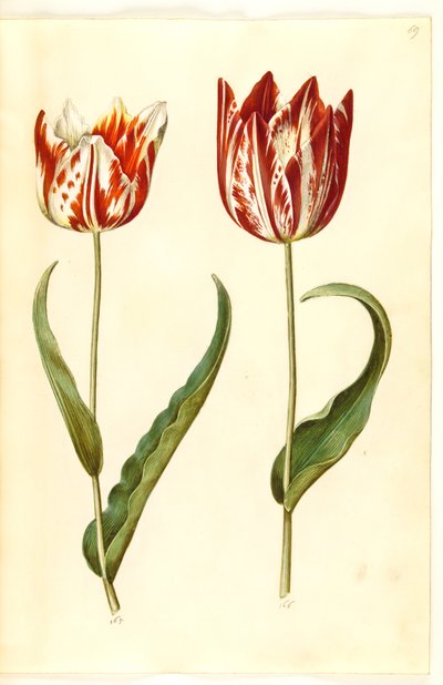 Tulipa gesneriana (have-tulipan) بواسطة ماريا سيبيلا ميريان
