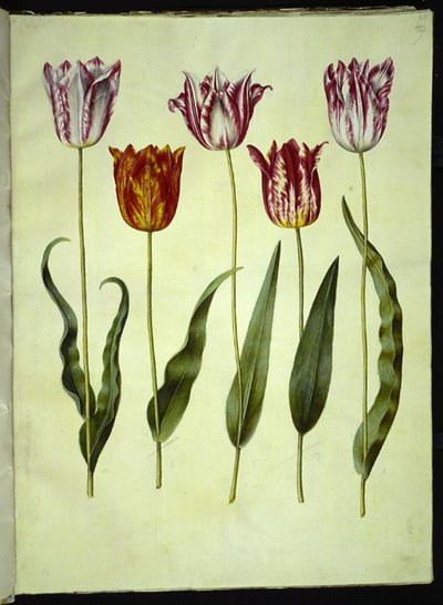 Tulipa gesneriana (have-tulipan) بواسطة ماريا سيبيلا ميريان
