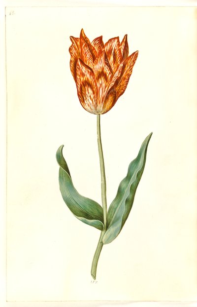 Tulipa gesneriana (have-tulipan) بواسطة ماريا سيبيلا ميريان