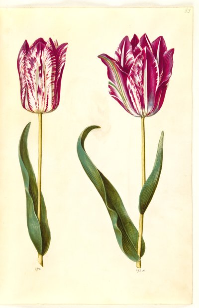 Tulipa gesneriana (have-tulipan) بواسطة هانز سيمون هولتزبيكر