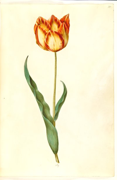 Tulipa gesneriana (have-tulipan) بواسطة ماريا سيبيلا ميريان