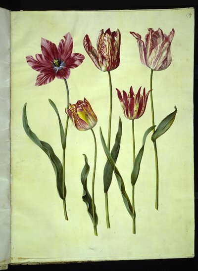 Tulipa gesneriana (have-tulipan) بواسطة هانز سيمون هولتزبيكر