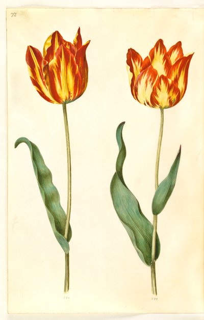 Tulipa gesneriana (have-tulipan) بواسطة هانز سيمون هولتزبيكر