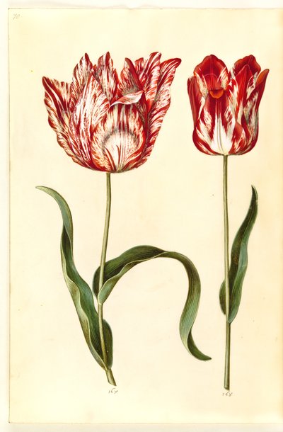 Tulipa gesneriana (have-tulipan) بواسطة ماريا سيبيلا ميريان