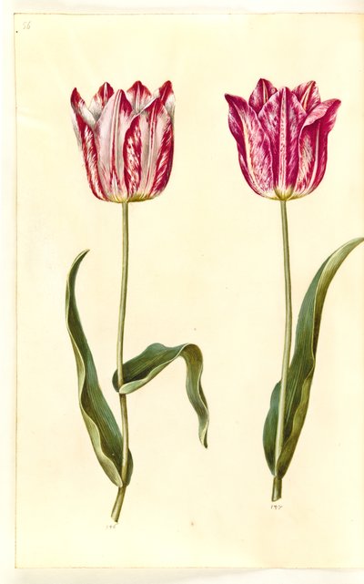Tulipa gesneriana (have-tulipan) بواسطة هانز سيمون هولتزبيكر