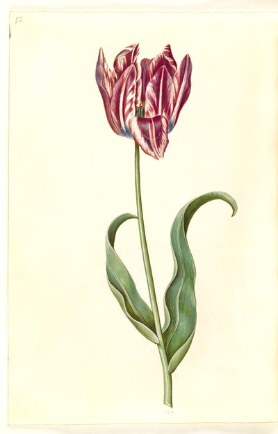 Tulipa gesneriana (have-tulipan) بواسطة هانز سيمون هولتزبيكر