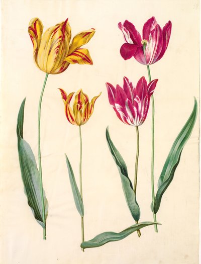 Tulipa gesneriana (have-tulipan) بواسطة هانز سيمون هولتزبيكر
