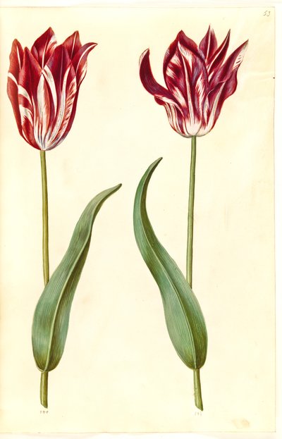 Tulipa gesneriana (have-tulipan) بواسطة هانز سيمون هولتزبيكر