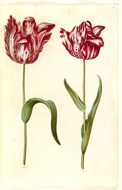 Tulipa gesneriana (have-tulipan) بواسطة ماريا سيبيلا ميريان
