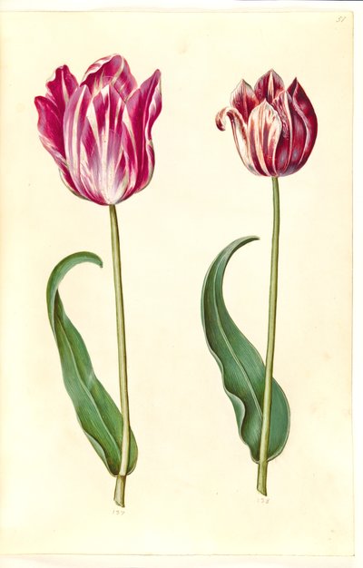 Tulipa gesneriana (have-tulipan) بواسطة هانز سيمون هولتزبيكر