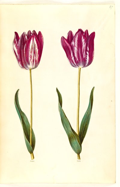 Tulipa gesneriana (have-tulipan) بواسطة ماريا سيبيلا ميريان