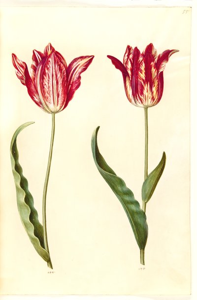 Tulipa gesneriana (have-tulipan) بواسطة هانز سيمون هولتزبيكر