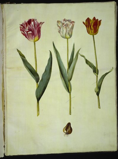 Tulipa gesneriana (have-tulipan) بواسطة هانز سيمون هولتزبيكر