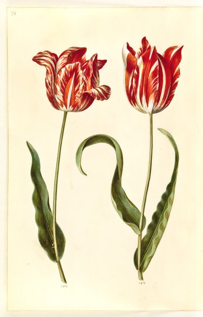 Tulipa gesneriana (have-tulipan) بواسطة هانز سيمون هولتزبيكر