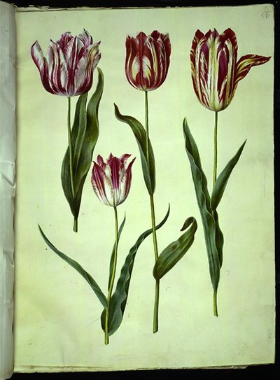Tulipa gesneriana (have-tulipan) بواسطة ماريا سيبيلا ميريان