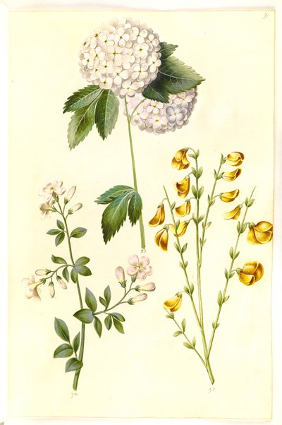 الويبرنوم أوبولوس (كرة الثلج الشائعة) ؛ ياسمينوم أوفيسينال (الياسمين) ؛ Cytisus scoparius (مكنسة عادية) بواسطة ماريا سيبيلا ميريان