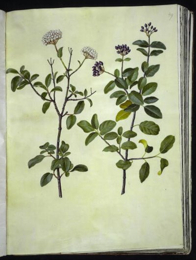 Viburnum tinus (كرة الثلج الشتوية) بواسطة ماريا سيبيلا ميريان