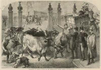Inspection of foreign cattle at the Metropolitan Cattle Market (engraving) بواسطة هاردن سيدني (بعد) ميلفيل