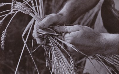 صنع شرائط من القش (صورة بالأبيض والأسود) بواسطة هارولد بورديكين