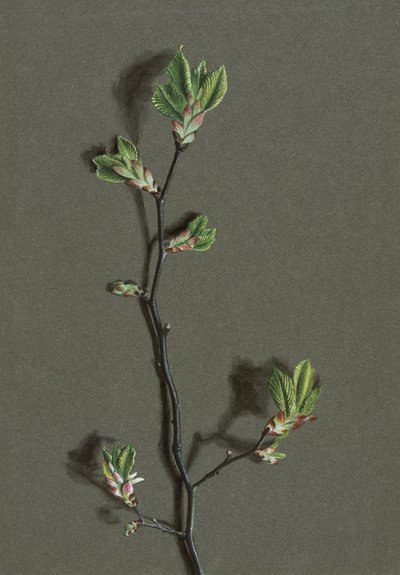 Ulmus glabra Huds Wych Elm ، c1870-1920. بواسطة هارولد درينكووتر