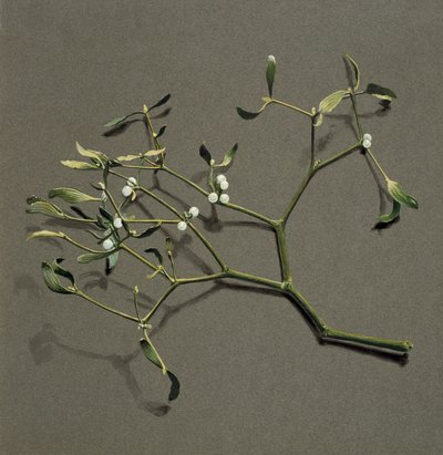 ألبوم فيرونيكا L Mistletoe ، c1870-1920. بواسطة هارولد درينكووتر