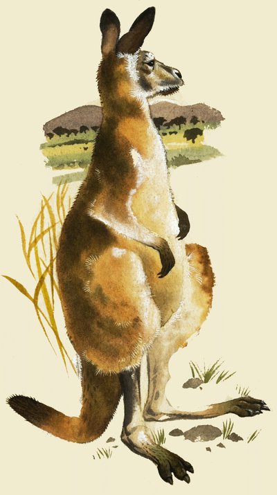 الكنغر بواسطة هارولد تامبلين واتس