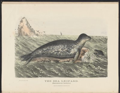 الثدييات الأسترالية (كريفت) Nla.obj-33627803-5 The Sea Leopard بواسطة هارييت مورغان