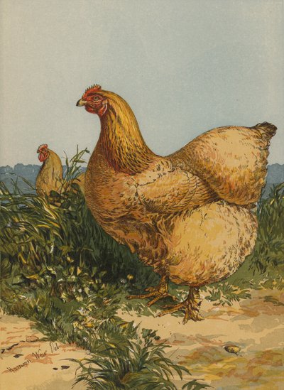 Buff Cochin Hen (chromolitho) بواسطة هاريسون ويليام وير