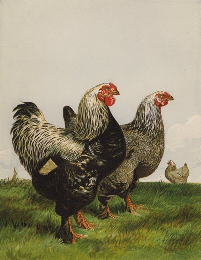 Dark Brahmas (chromolitho) بواسطة هاريسون ويليام وير