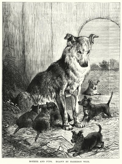 Mother and Pups (engraving) بواسطة هاريسون ويليام وير
