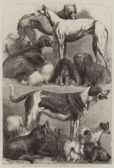 كلاب جائزة من المعرض في القاعة الزراعية ، Islington بواسطة Harrison William Weir