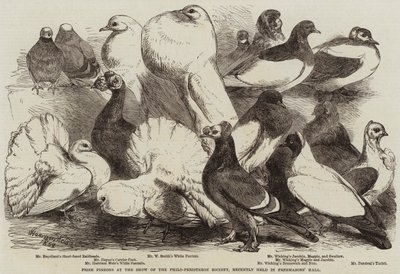 الحمام الجائزة في عرض جمعية Philo-Peristeron ، الذي أقيم مؤخرًا في قاعة الماسونيين بواسطة هاريسون ويليام وير