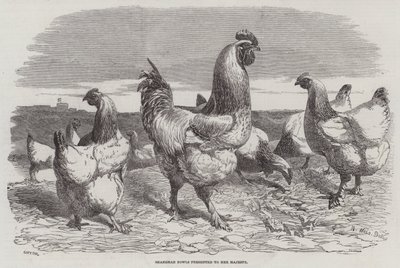 قدم Shanghae Fowls إلى جلالة الملكة بواسطة هاريسون ويليام وير