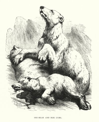 She-bear and her cubs (engraving) بواسطة هاريسون ويليام وير