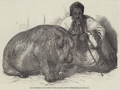 فرس النهر ، في حدائق جمعية علم الحيوان ، ريجنتس بارك بواسطة Harrison William Weir