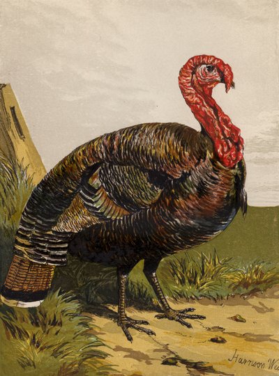 Turkey (chromolitho) بواسطة هاريسون ويليام وير