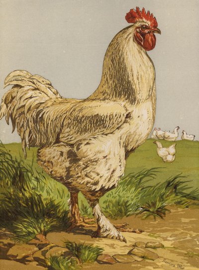 White Cochin Cock (chromolitho) بواسطة هاريسون ويليام وير