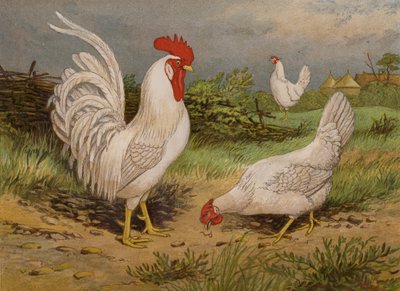 White Leghorns (chromolitho) بواسطة هاريسون ويليام وير