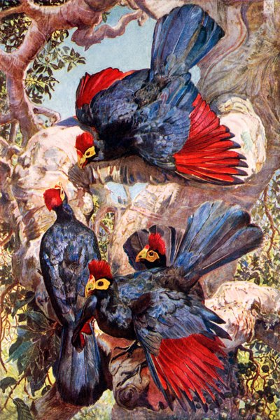 أكلة الموز البنفسجي (ليثو ملون) بواسطة هاري هاميلتون (بعد) جونستون